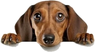 Cachorro salsicha espiando com as patinhas apoiadas na borda