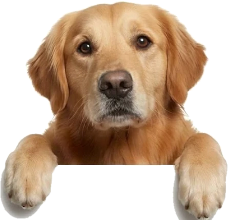 Golden retriever sorridente com as duas patas apoiadas na borda